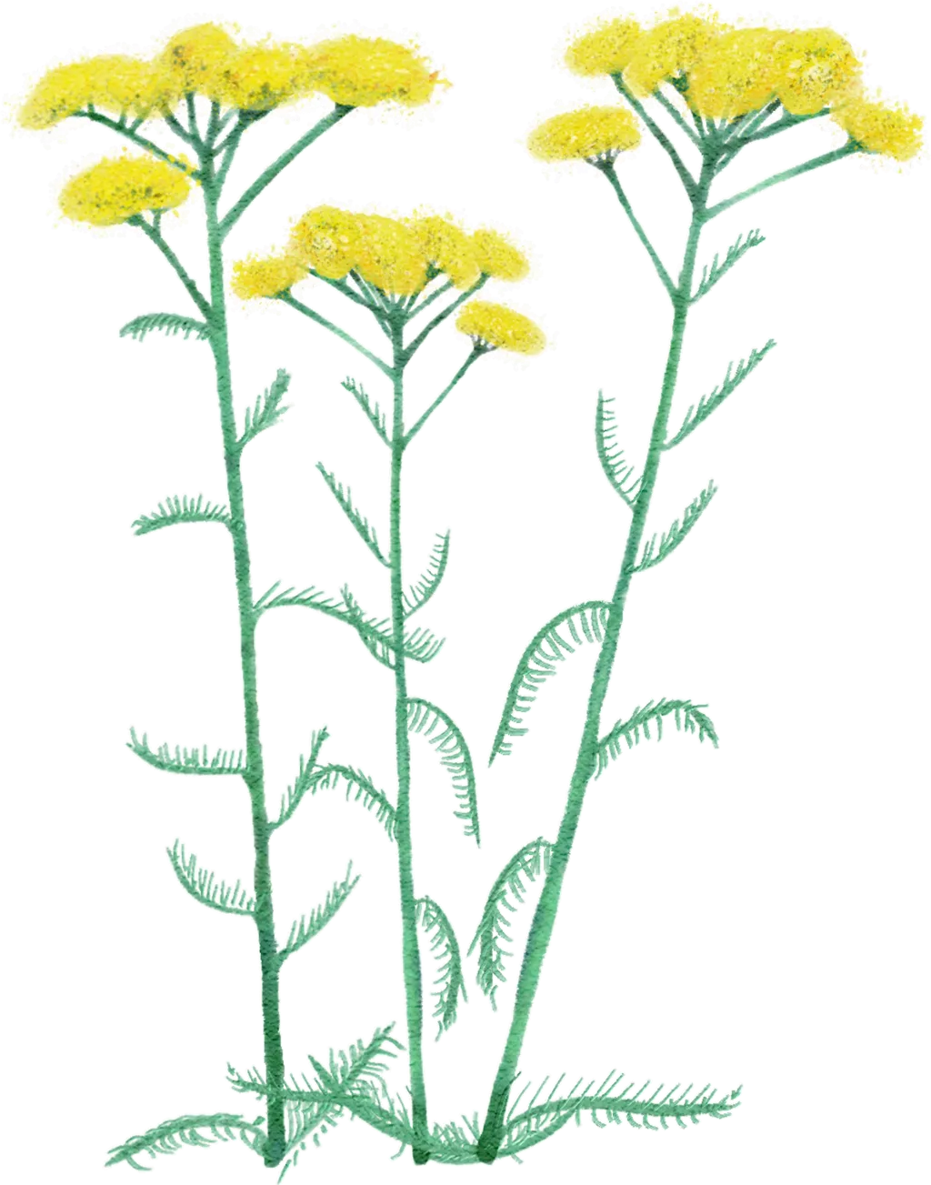 yarrow 'Moonshine'