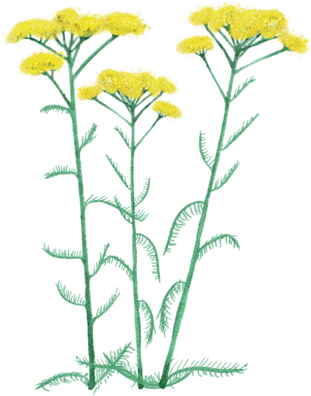Schafgarbe 'Moonshine'