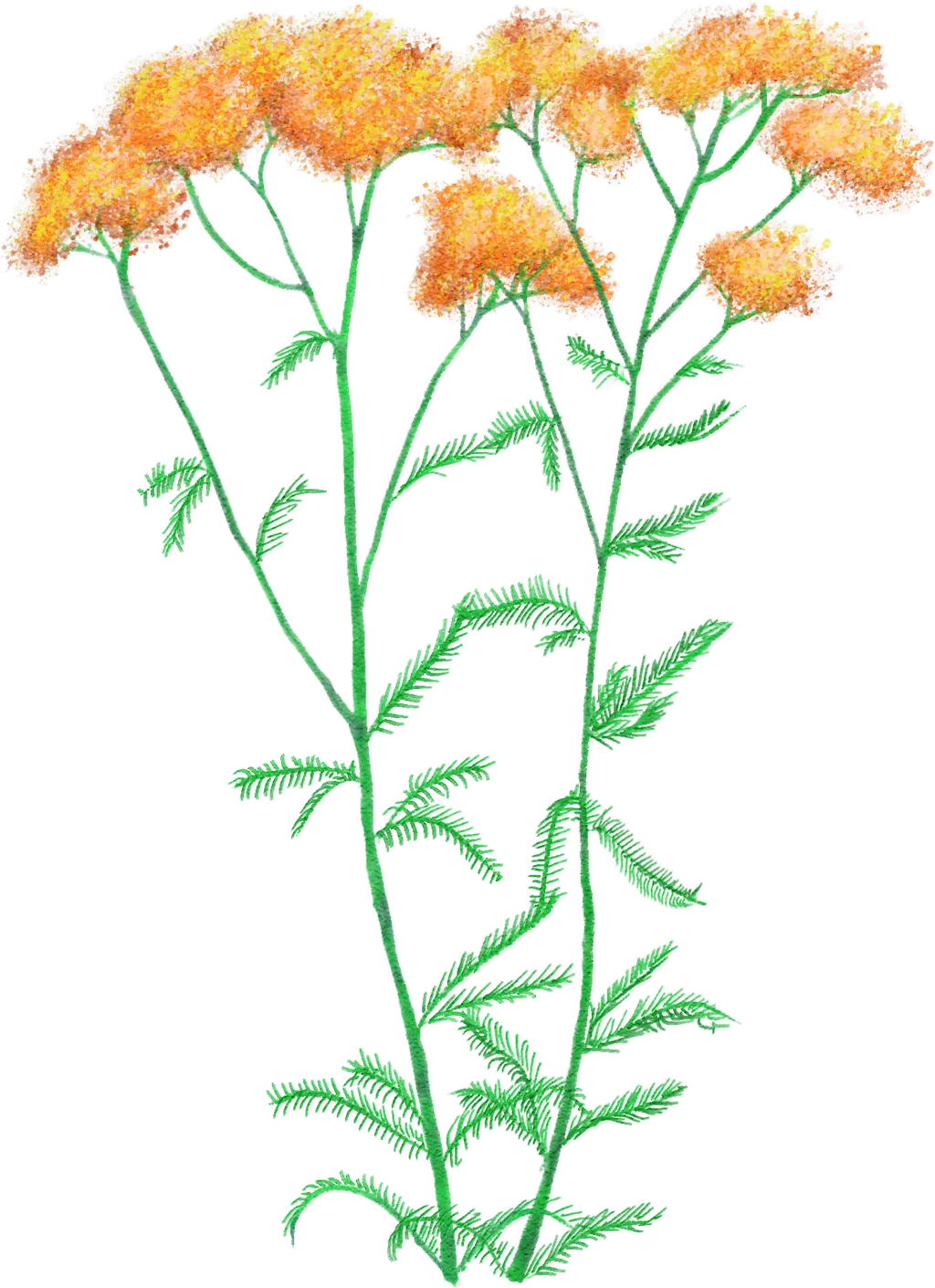 yarrow 'Terracotta'