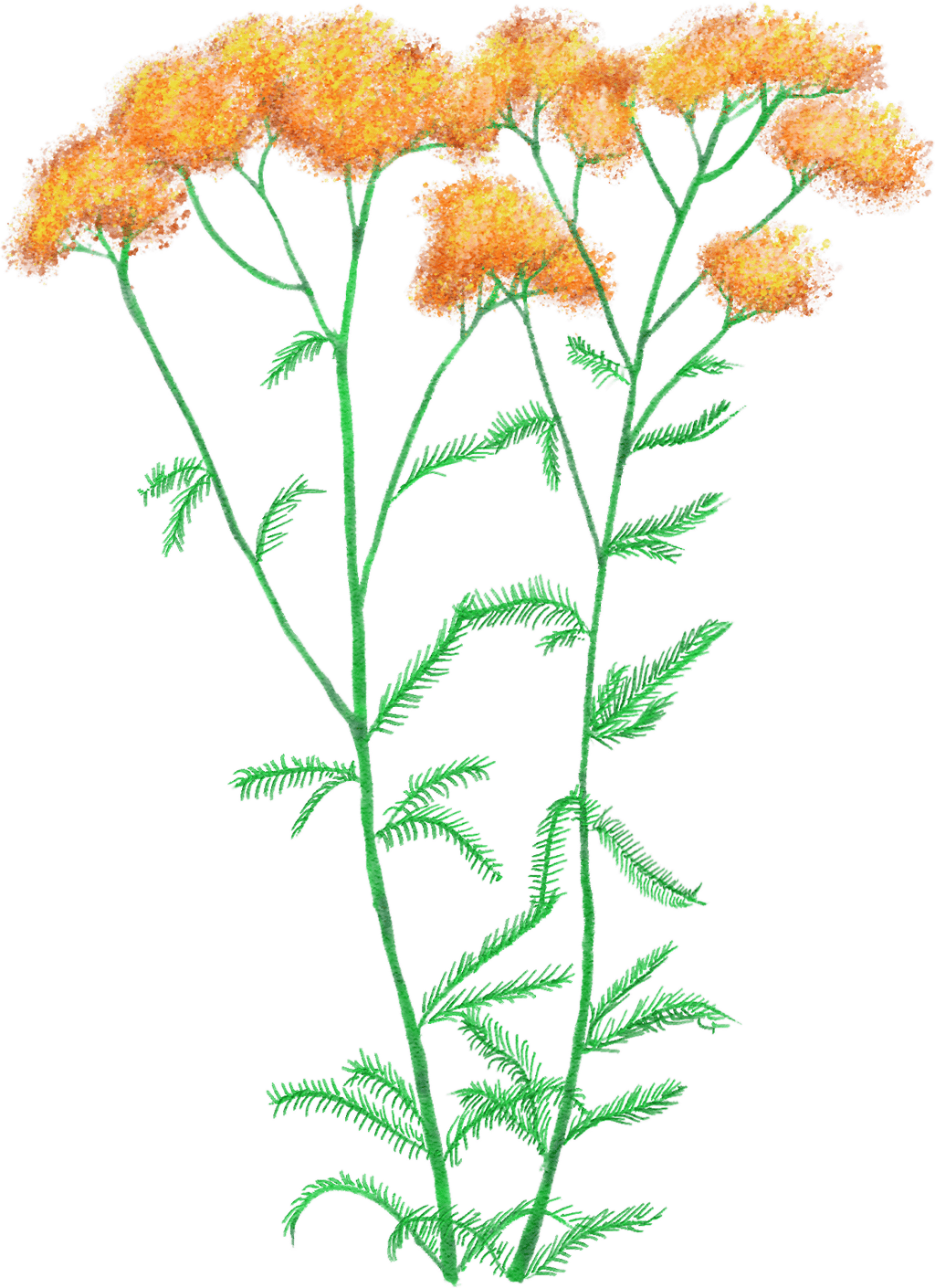 Schafgarbe 'Terracotta'
