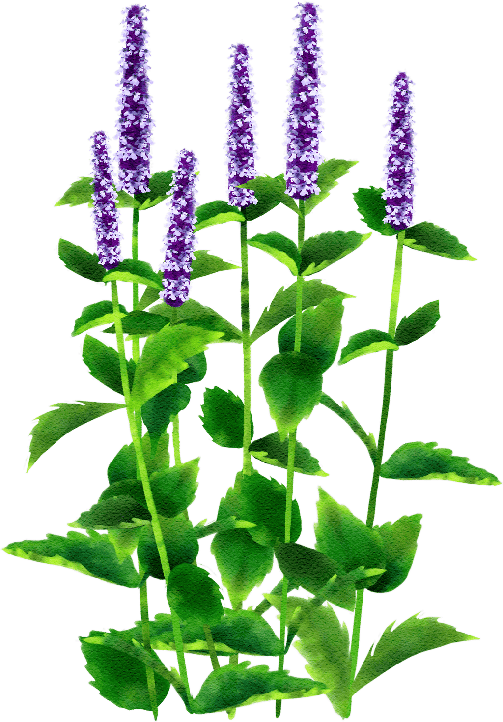 Dunkle Blaunessel