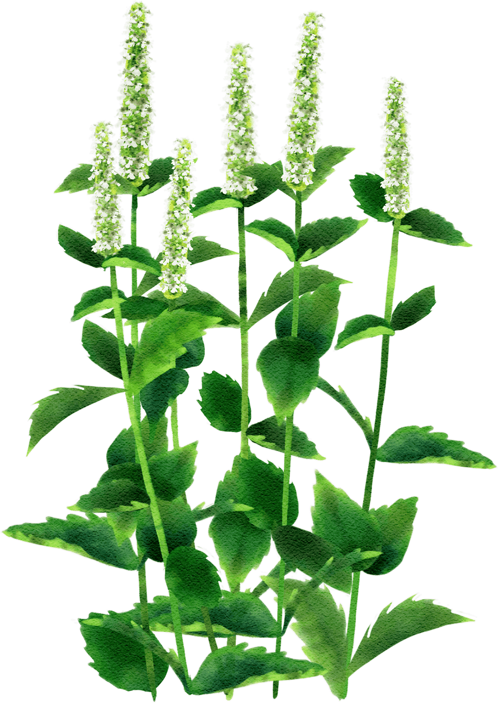 Korean Mint 'Liquorice White'