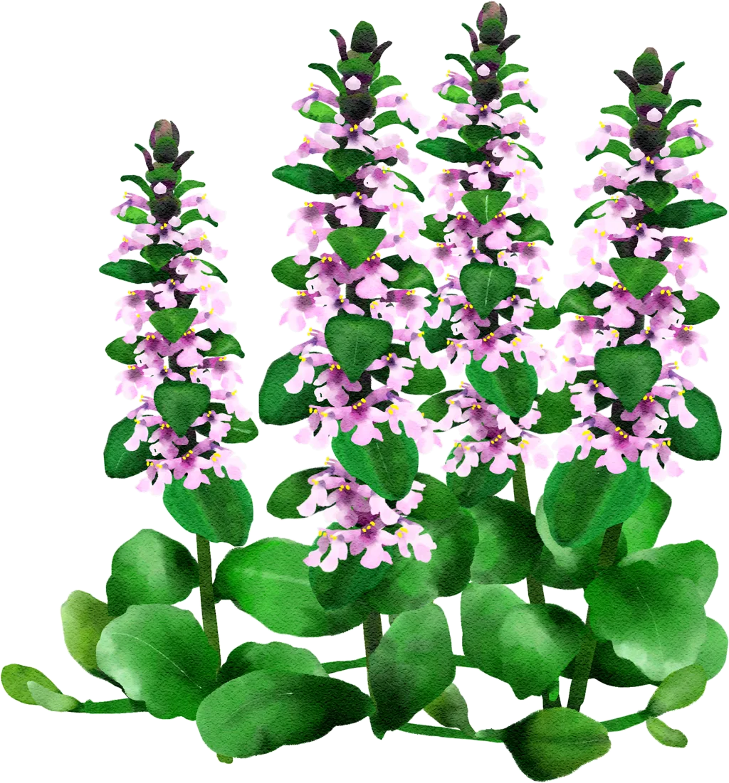 Kriechender Günsel "Purpel Torch"