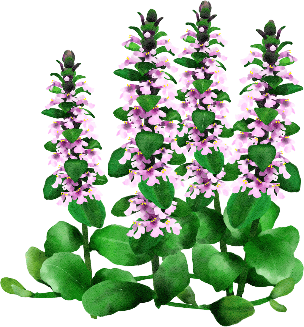 bugle 'Purple Torch'