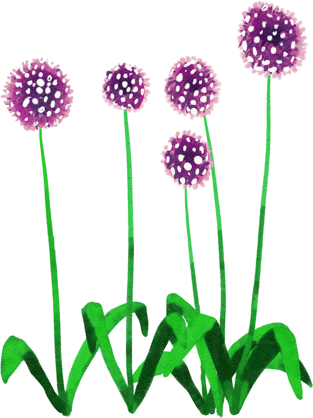 Ackerlauch