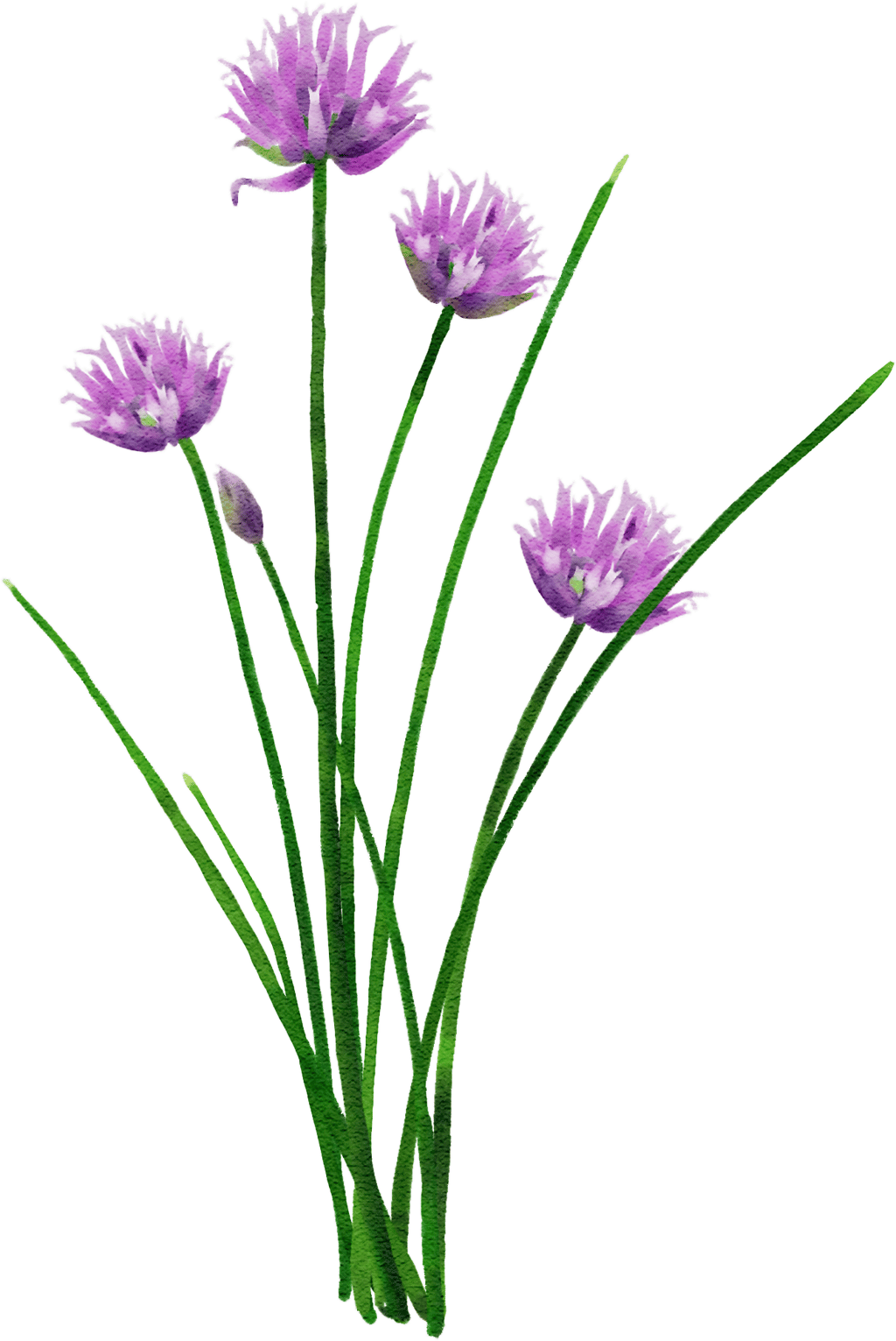 chives