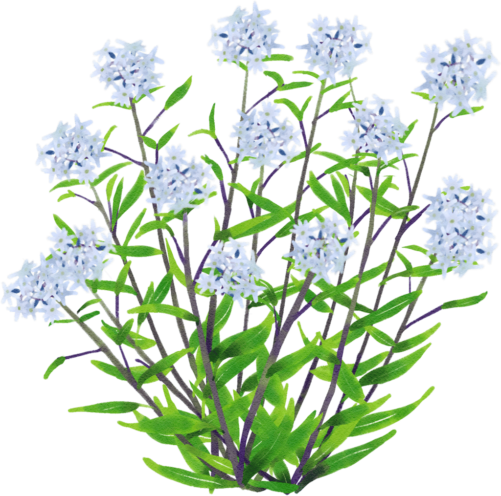 eastern bluestar
