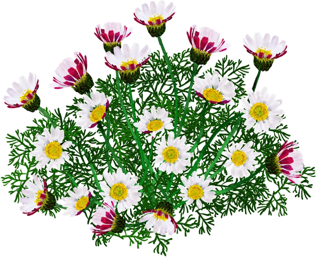 flattened Alexander's foot