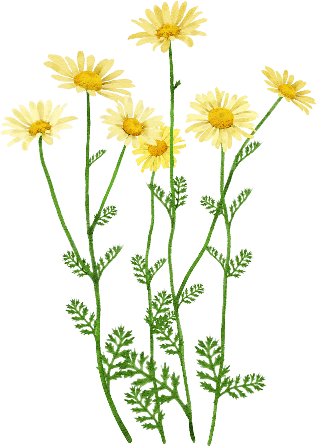 dyer's chamomile 'E.C Buxton'