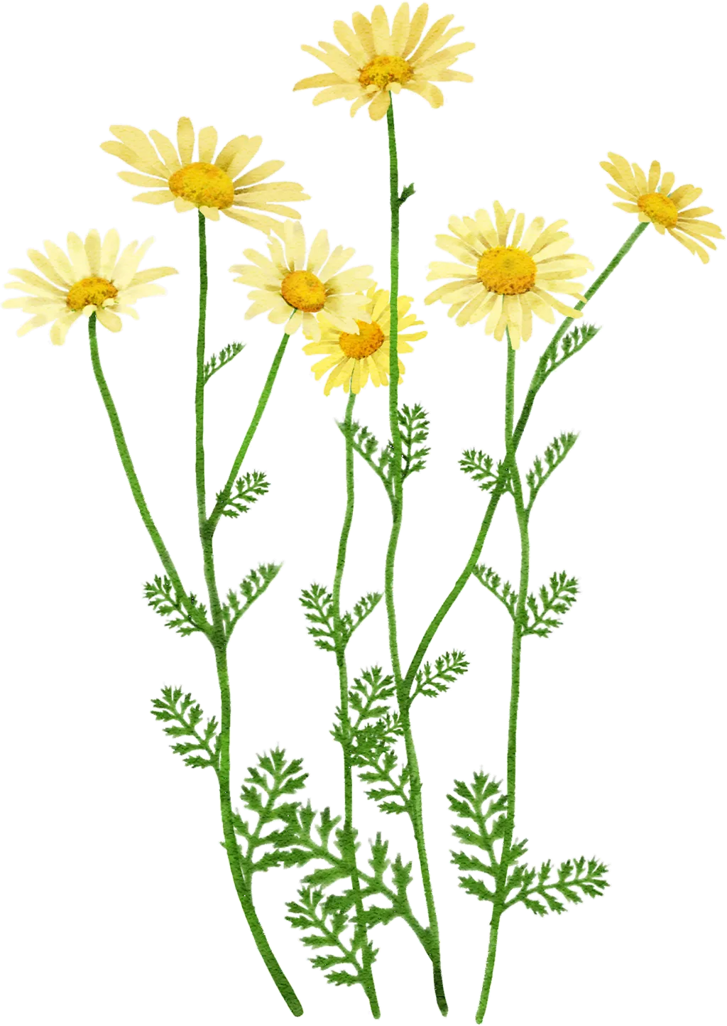 Dyers' Chamomile