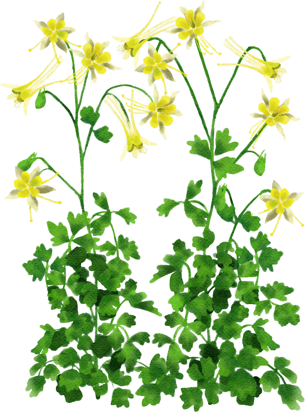 Langspornige Akelei 'Yellow Queen'