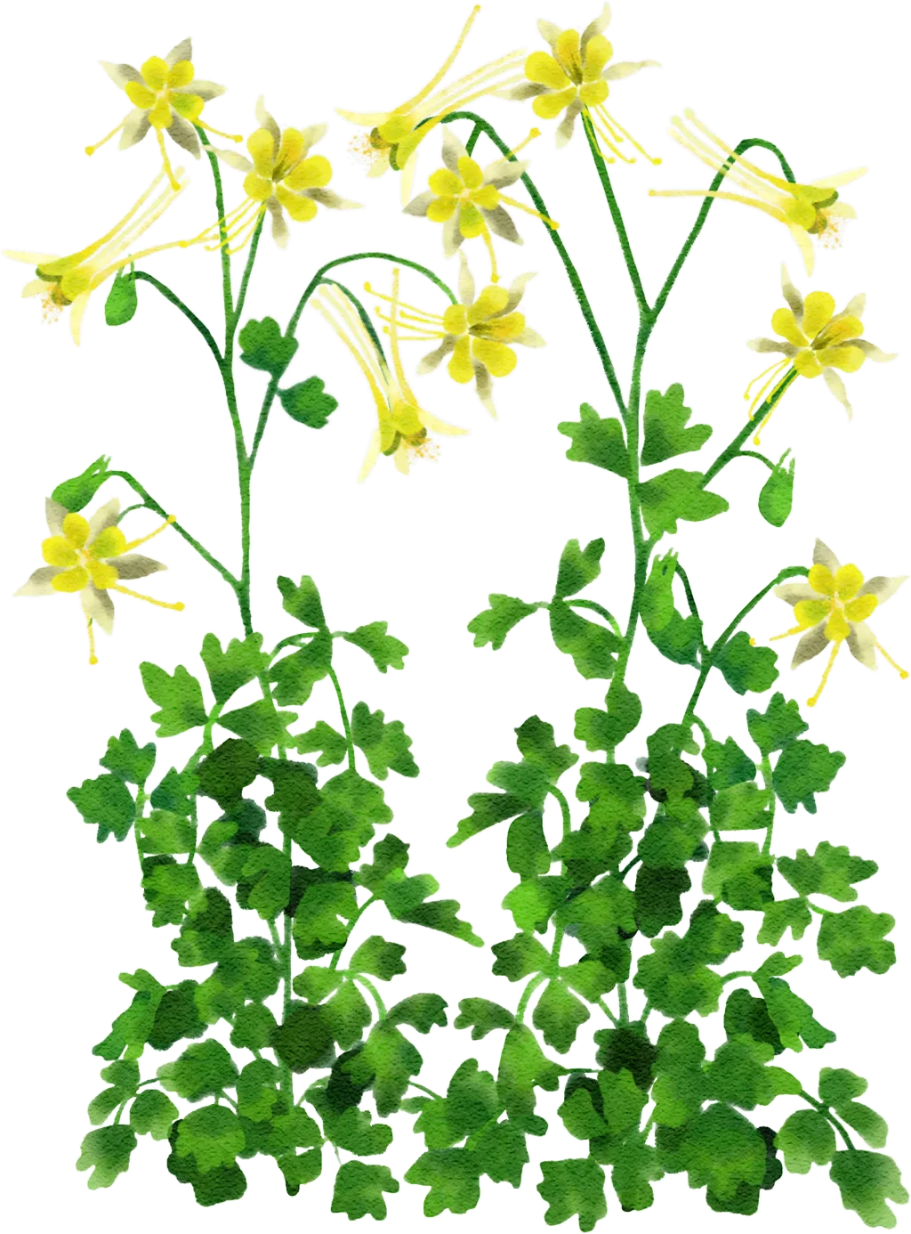 columbine 'Yellow Queen'