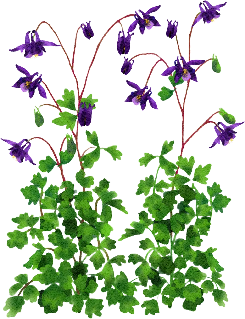 common columbine