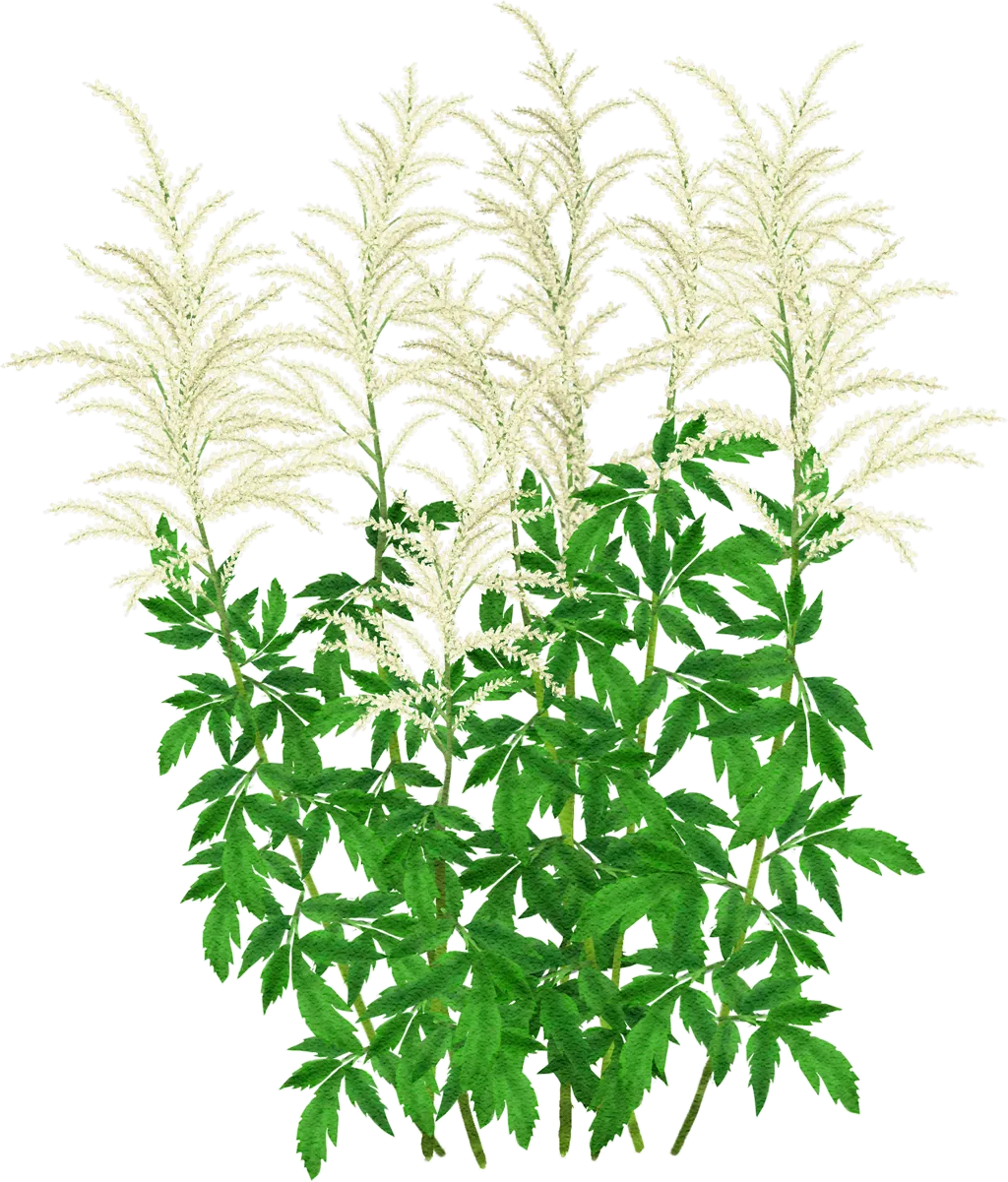 Weißblühender Beifuß 'Elfenbein'