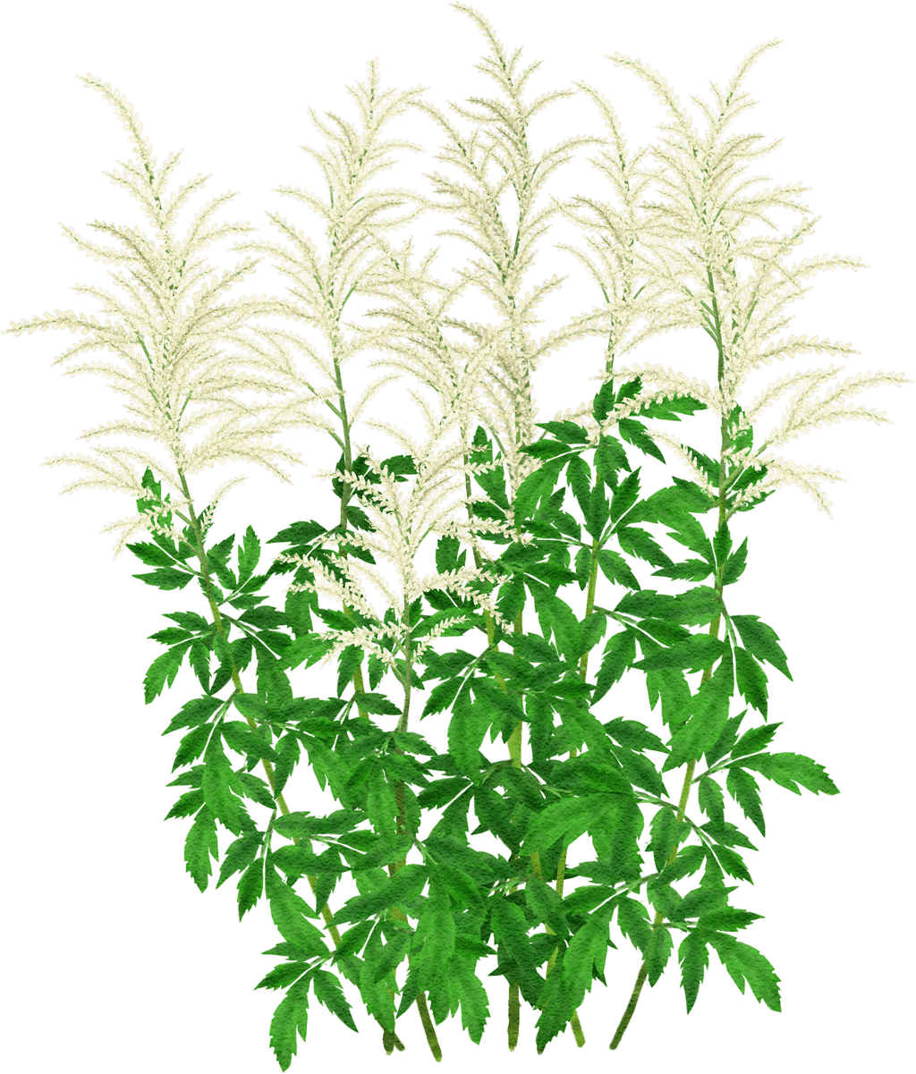 Artemisia lactiflora