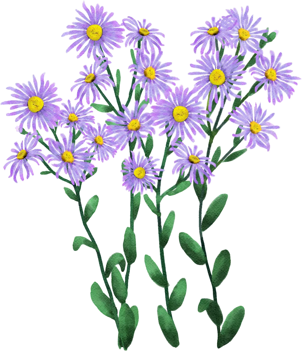 Berg-Aster
