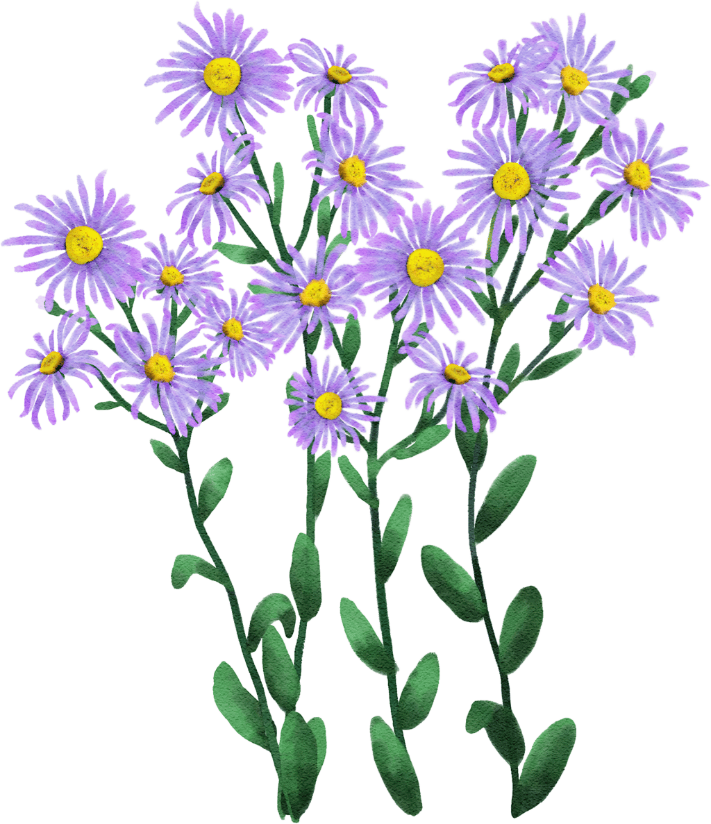 Italian aster 'King George'