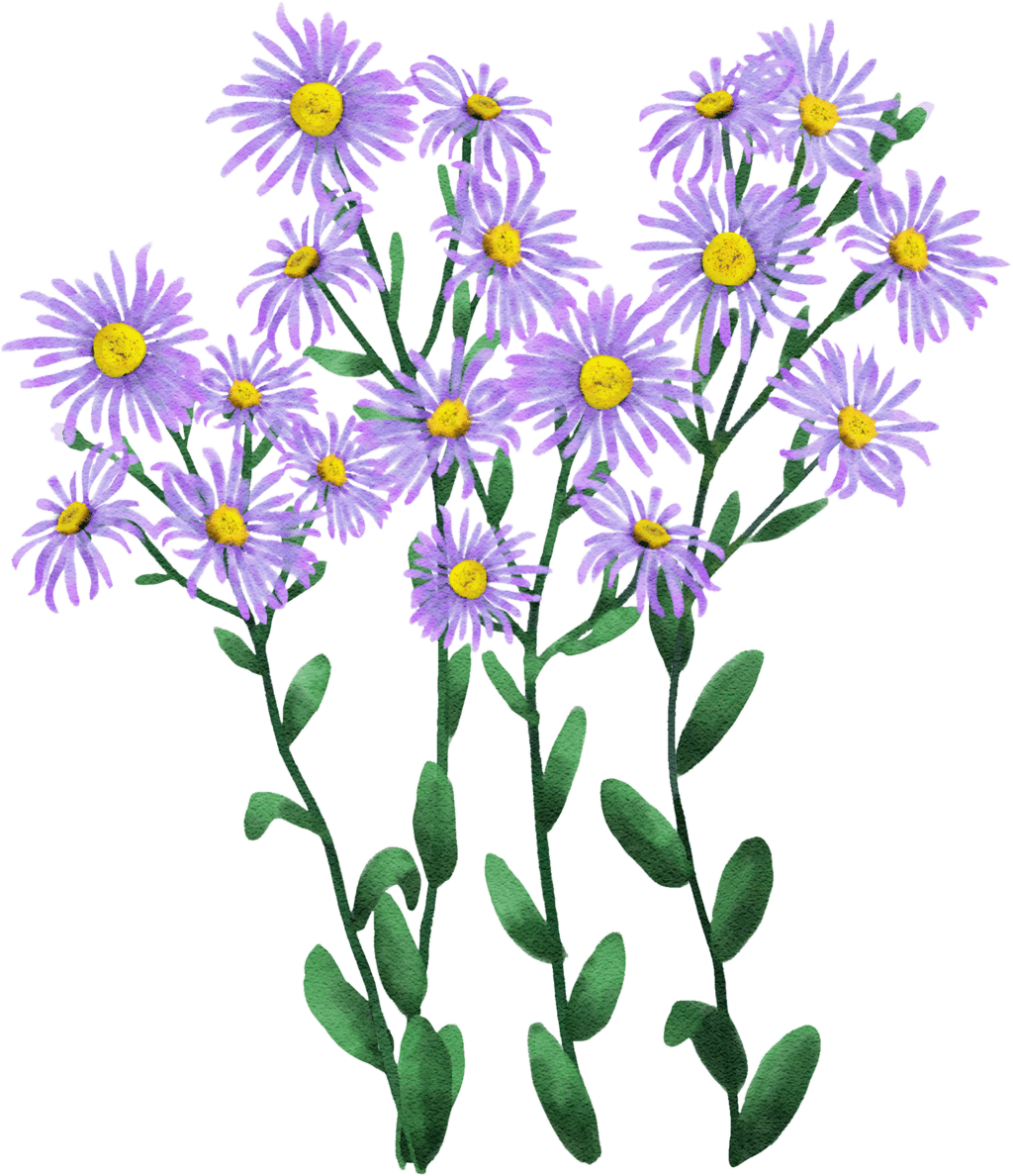 Italian aster 'King George'