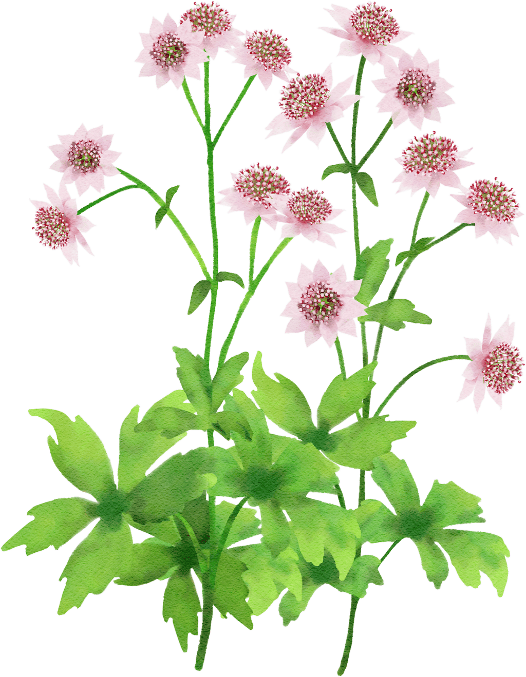 largest masterwort