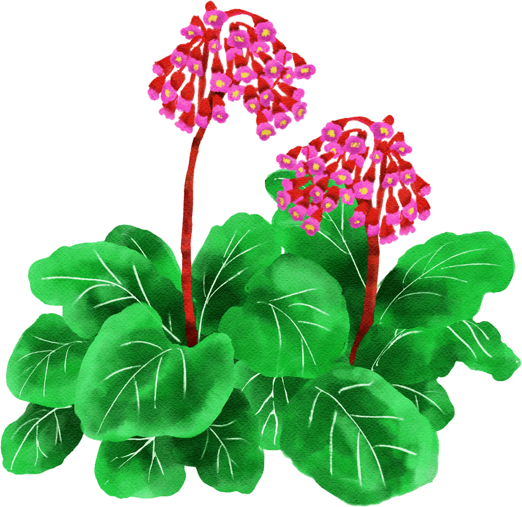 elephant's ears 'Abendglocken'