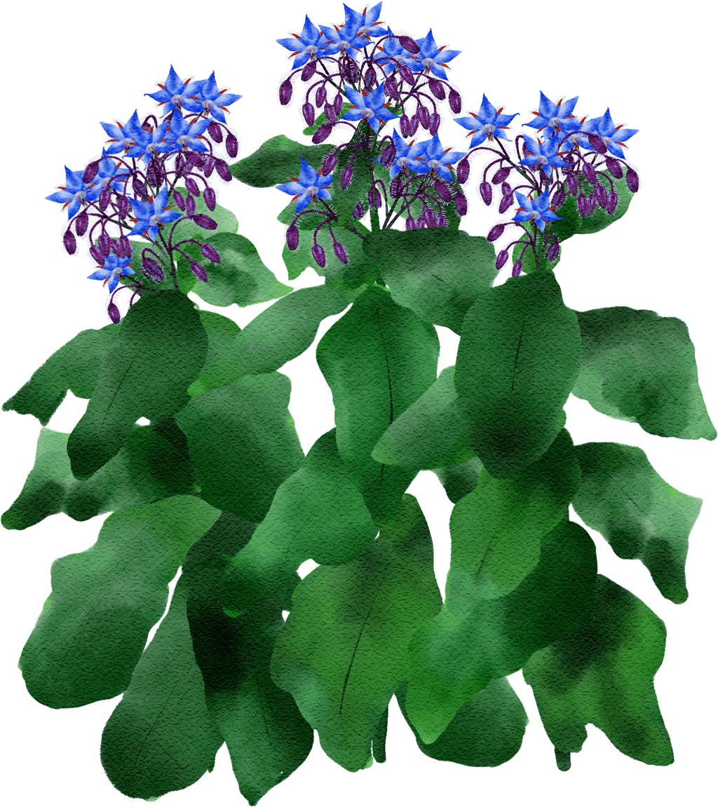 borage
