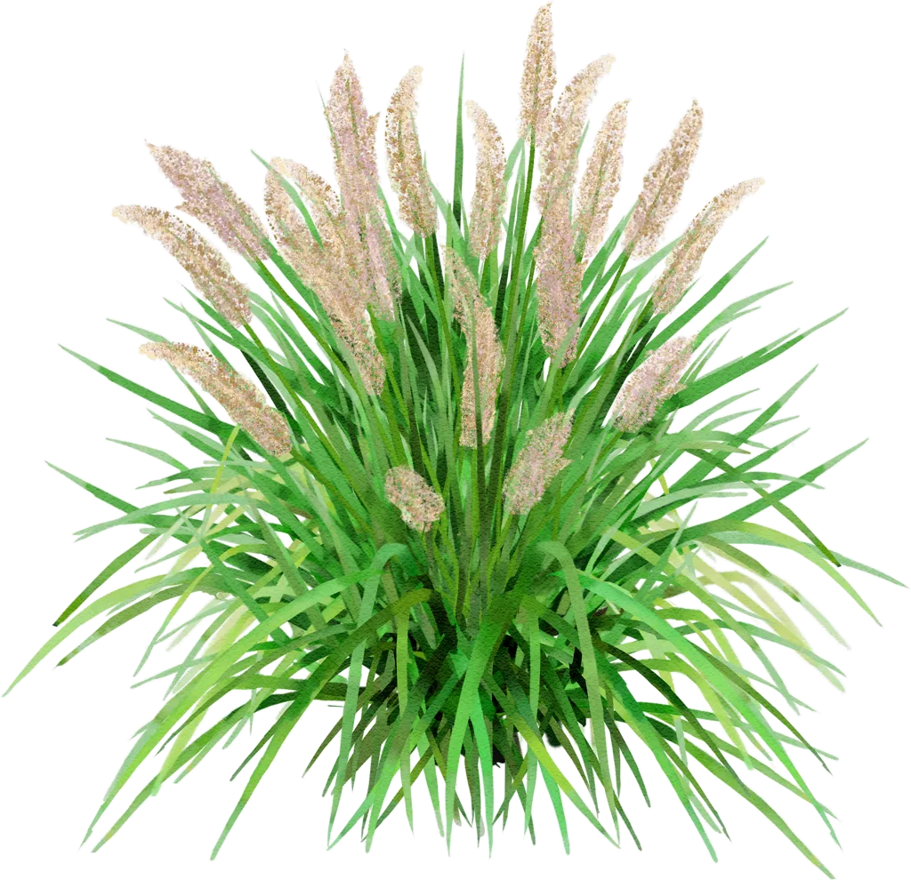 Korean feather reed grass