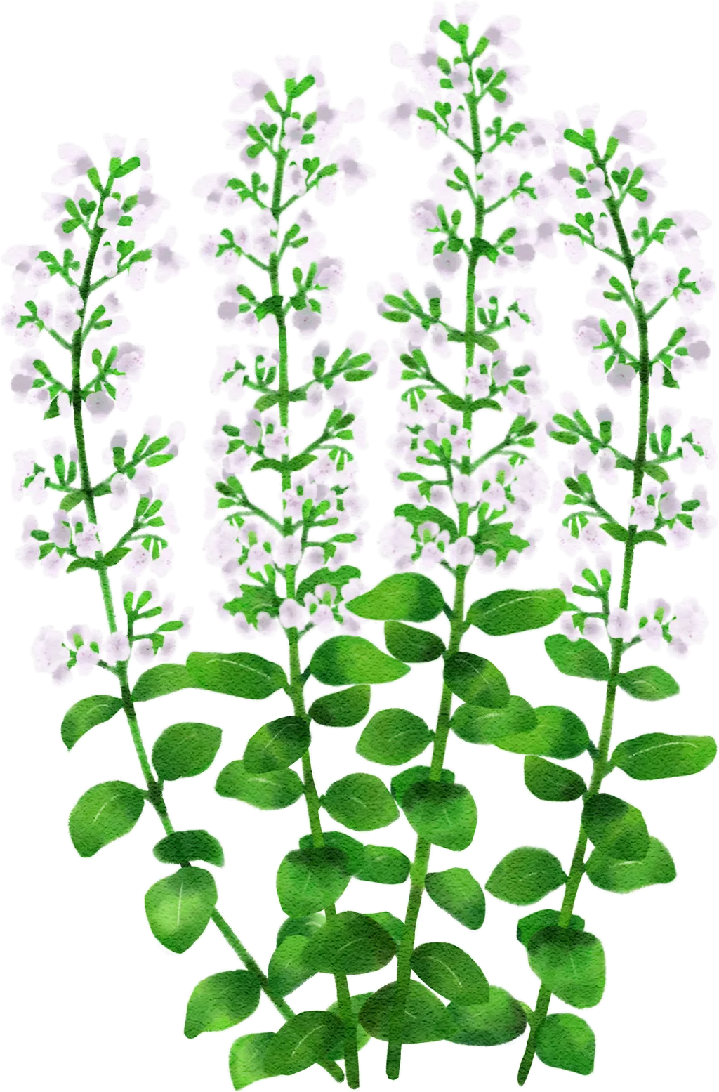 lesser calamint