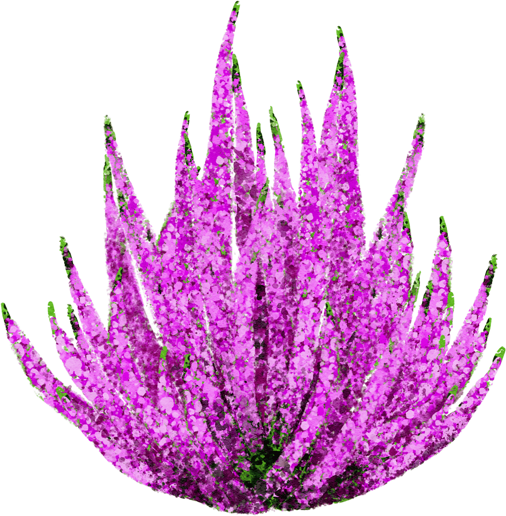 heather
