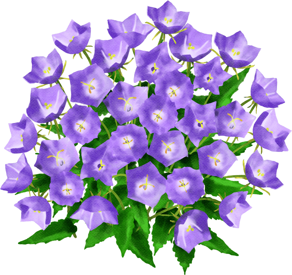 Karpaten-Glockenblume 'Blaue Clips'