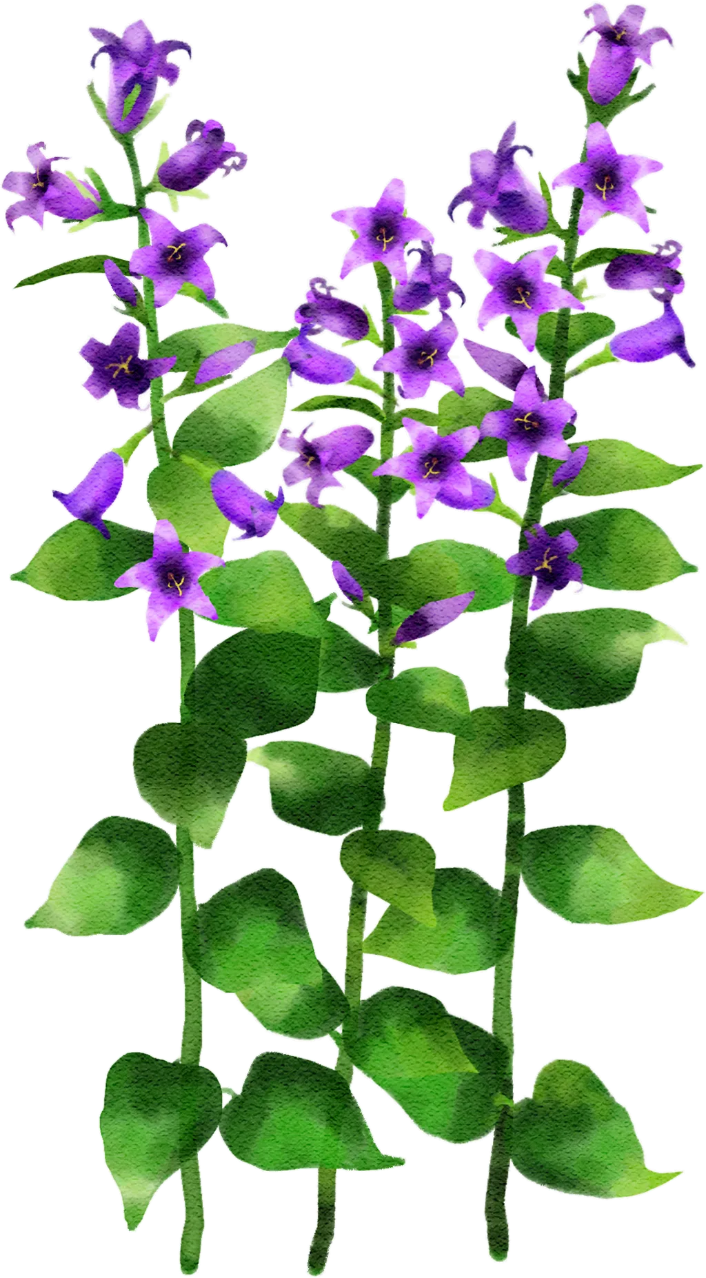 broad-leaved bellflower