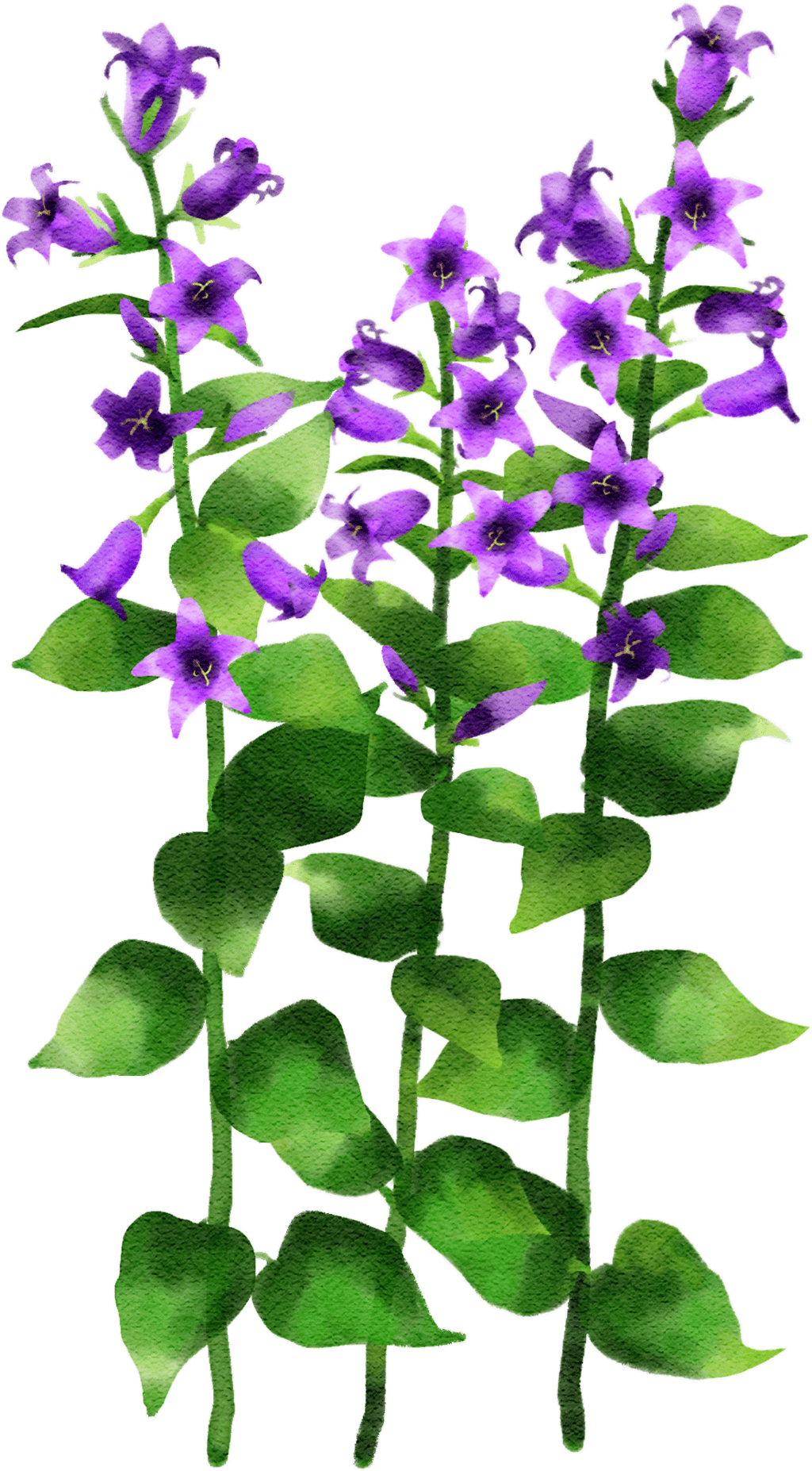 broad-leaved bellflower
