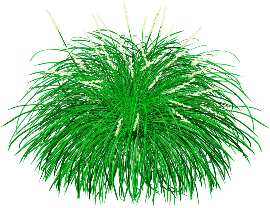 grey sedge