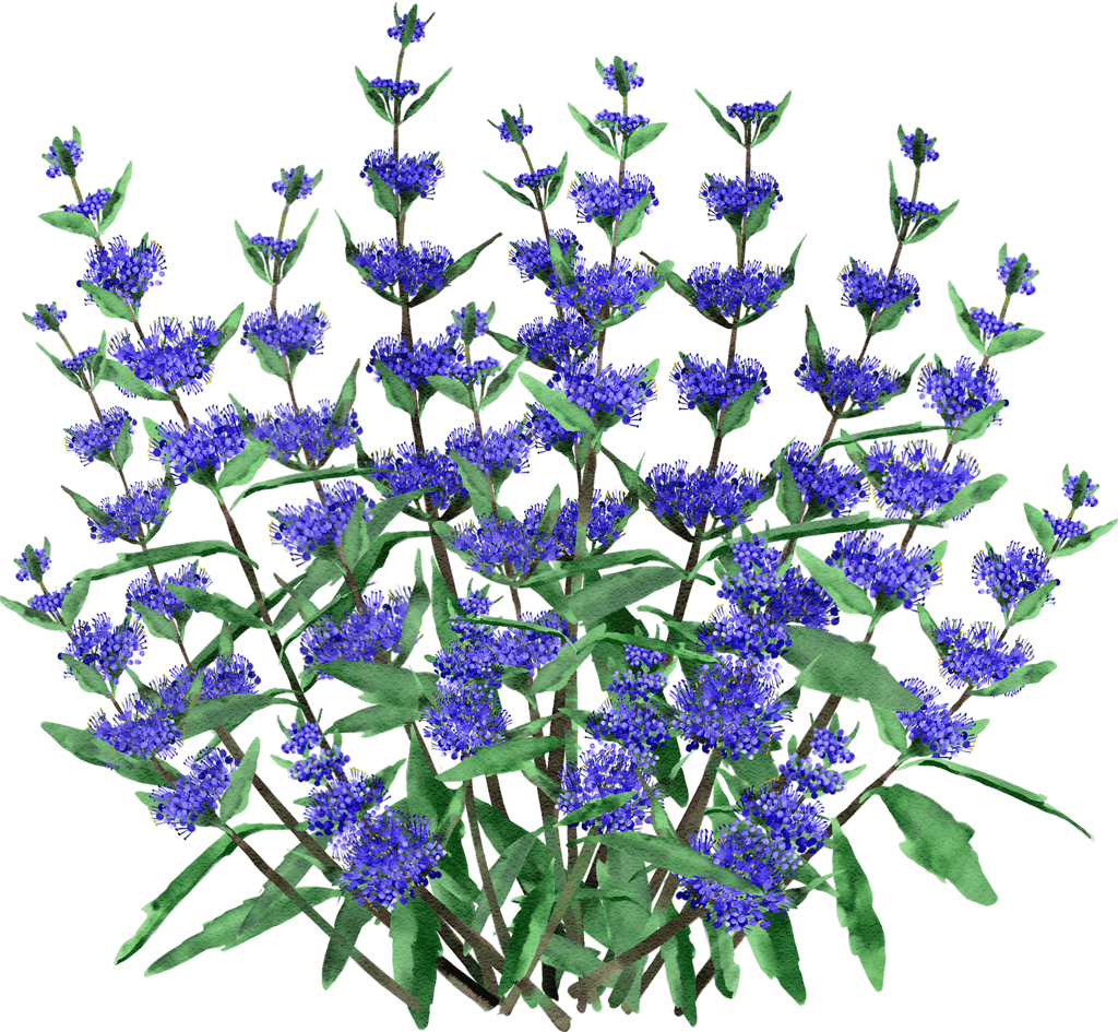 Cladon Bartblume