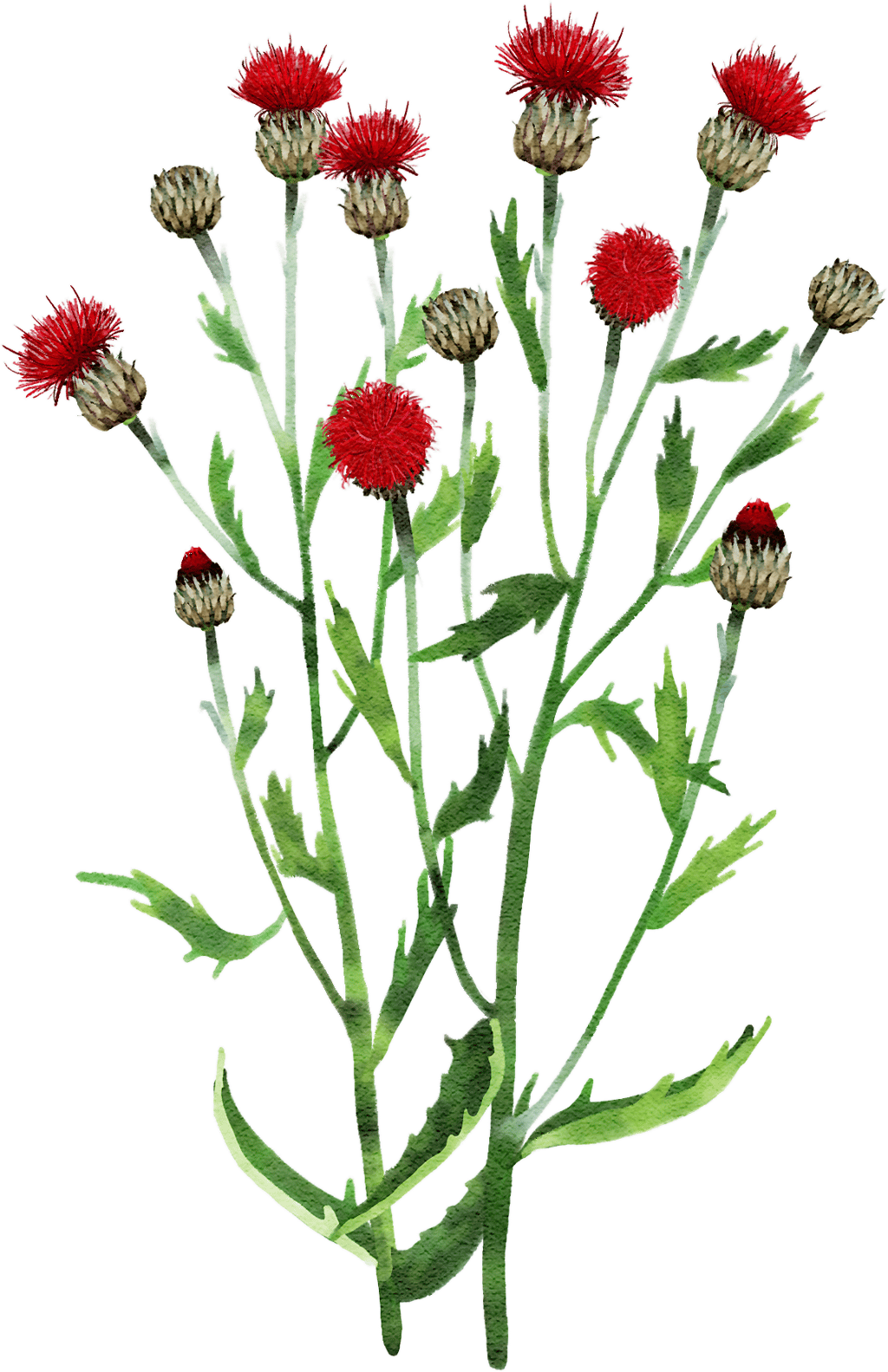 very dark purple knapweed