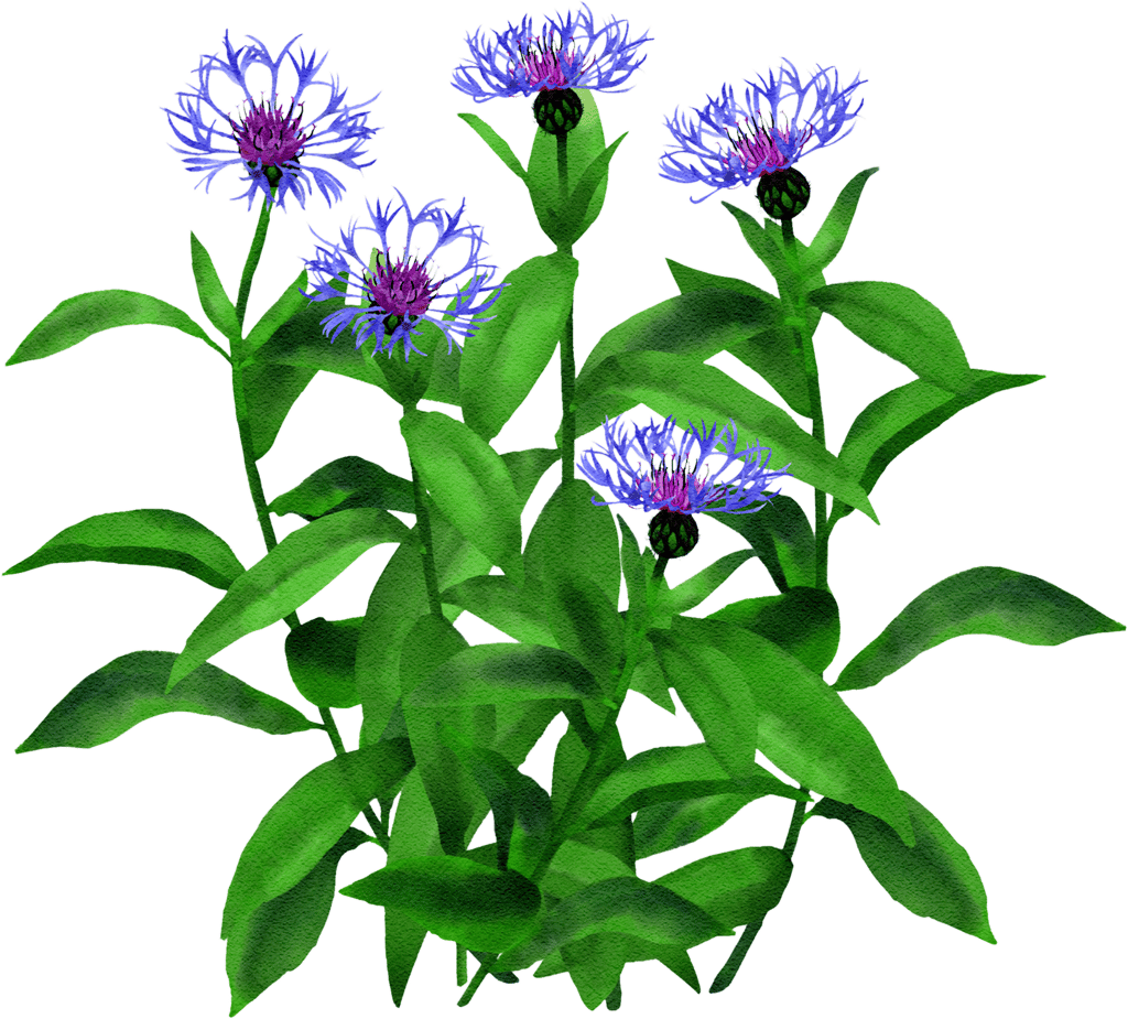 perennial cornflower