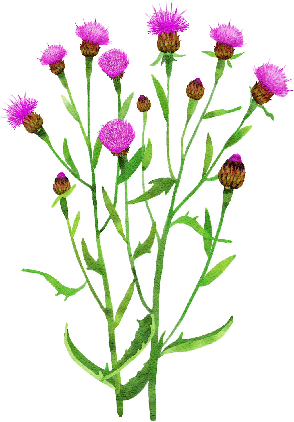 common knapweed