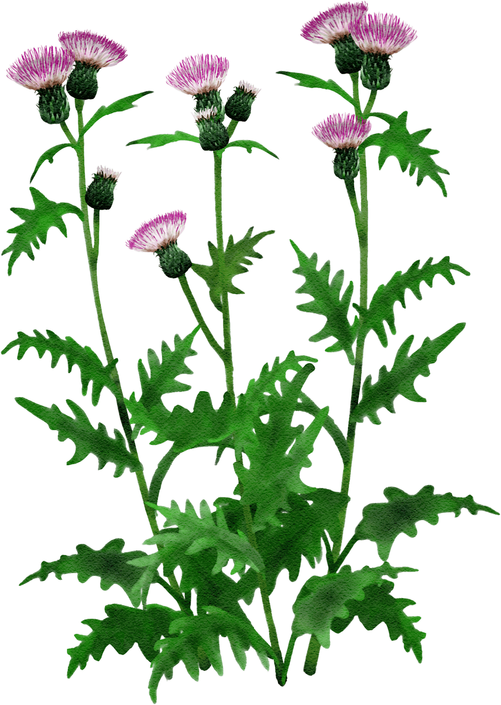 Kratzdistel 'Mount Etna'
