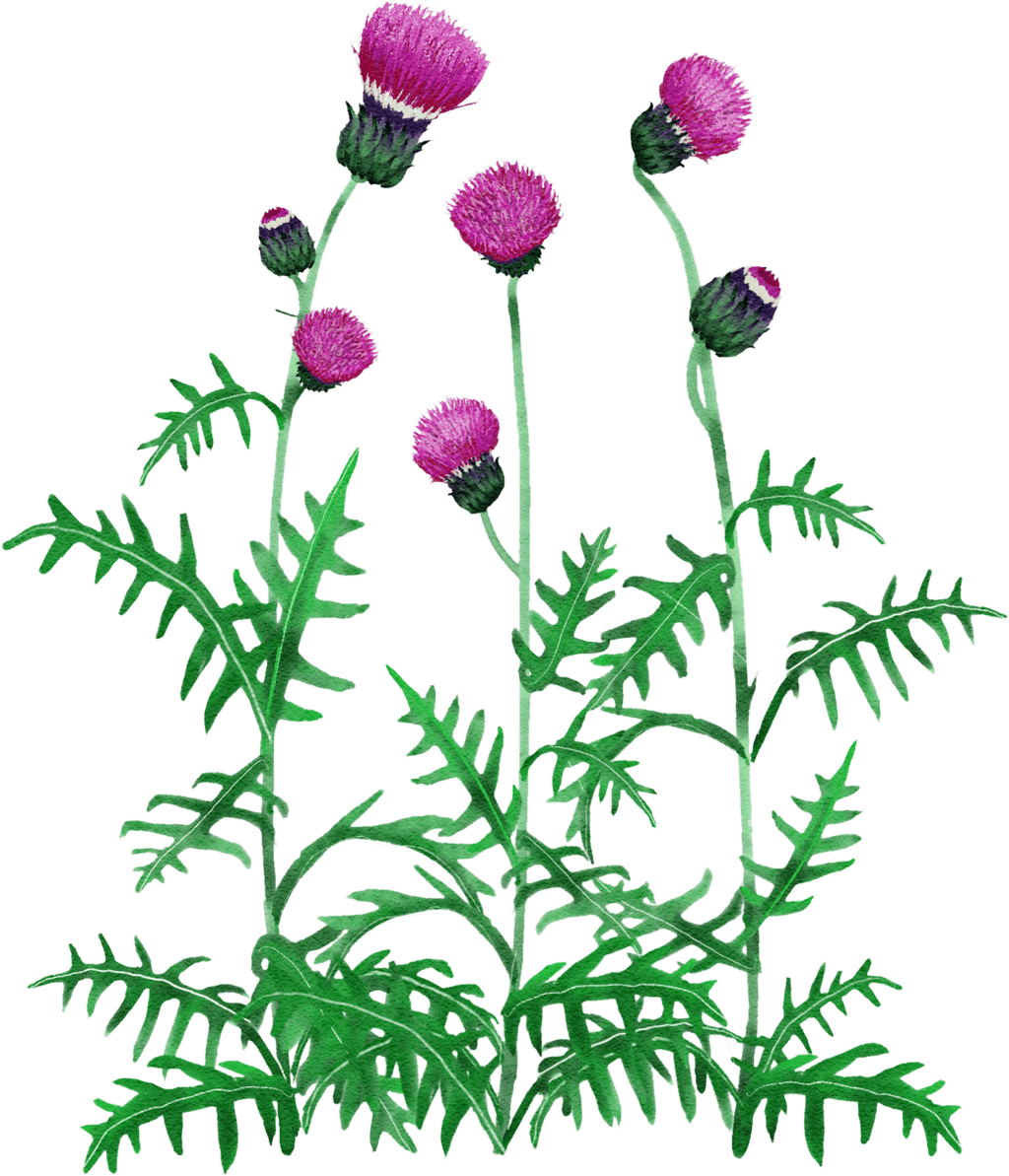 plume thistle 'Atropurpureum'