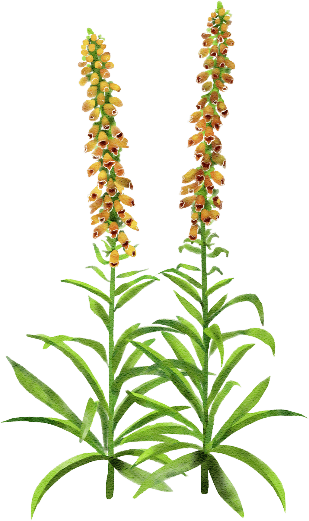 rusty foxglove