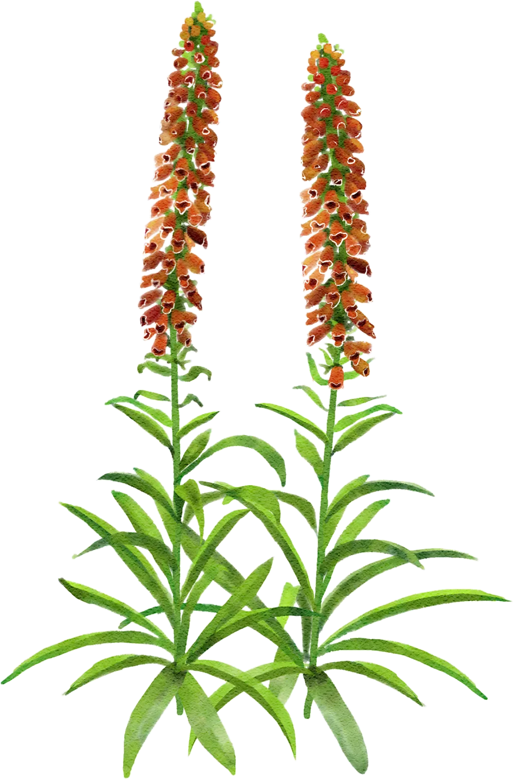 small-flowered foxglove
