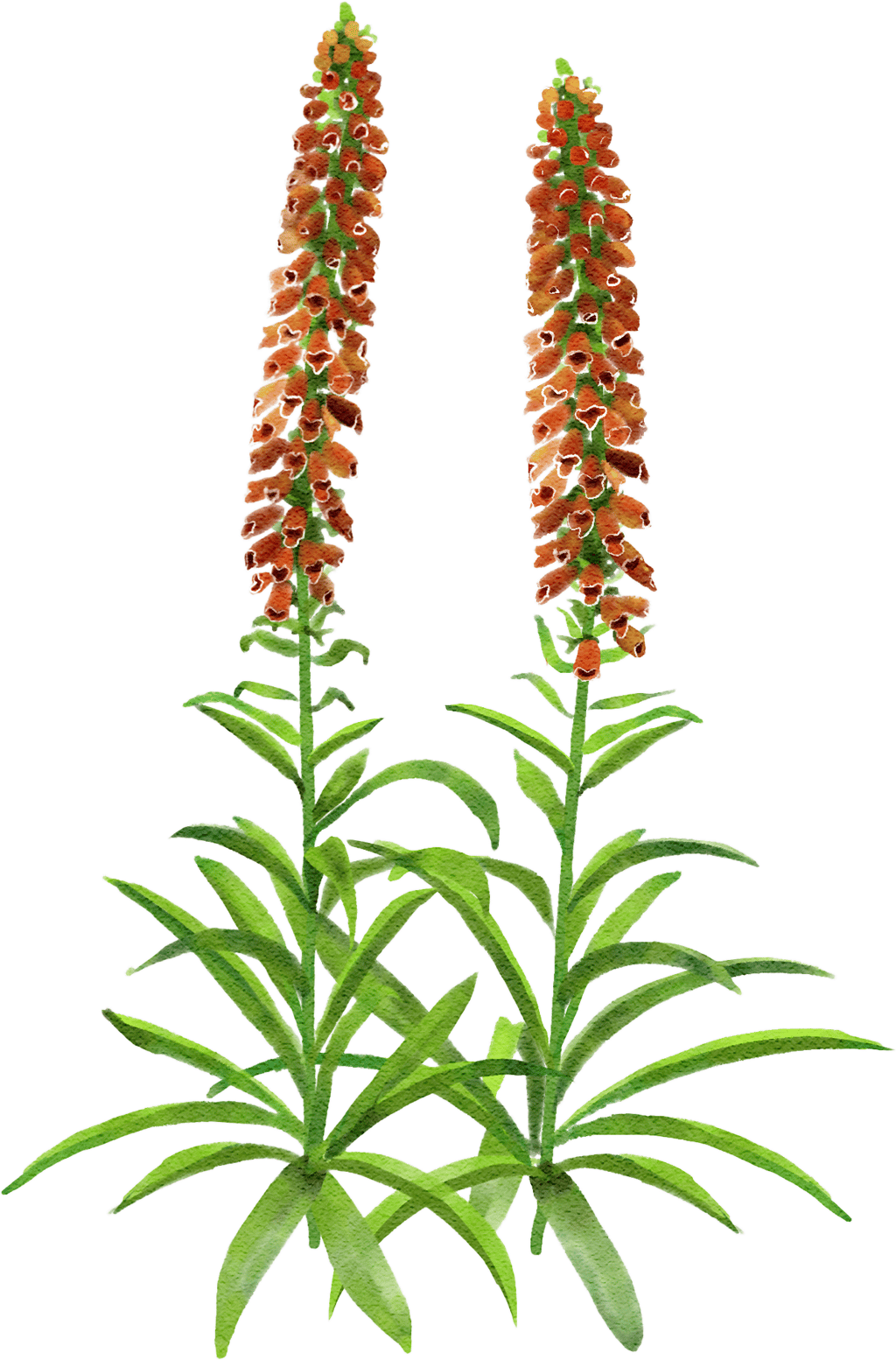 Kleinblütiger Fingerhut