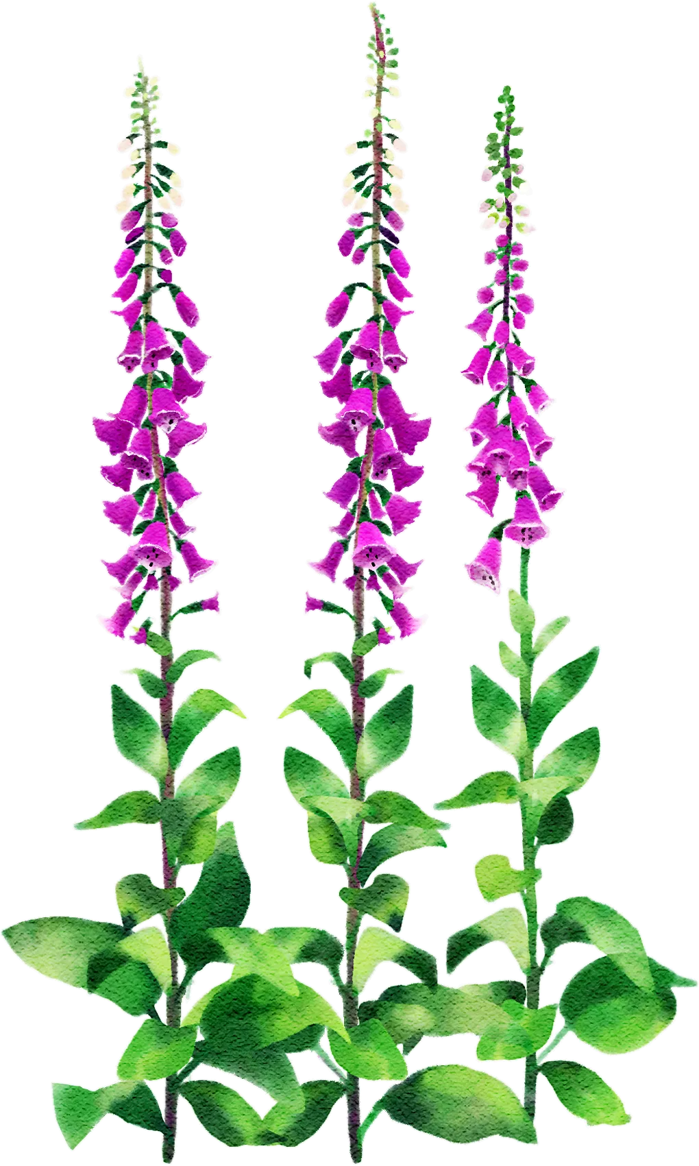 common foxglove
