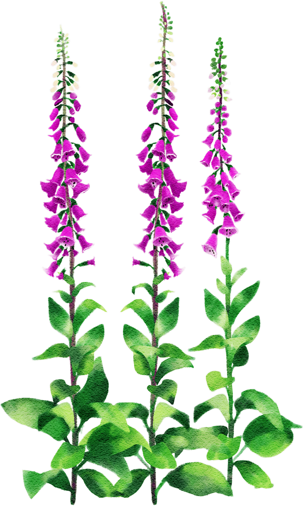 common foxglove
