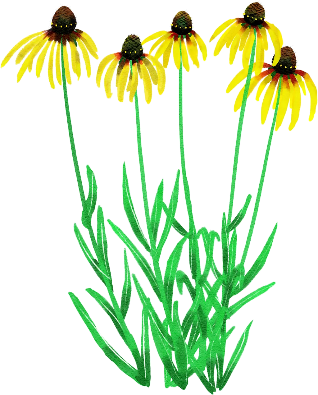 Bush's purple coneflower