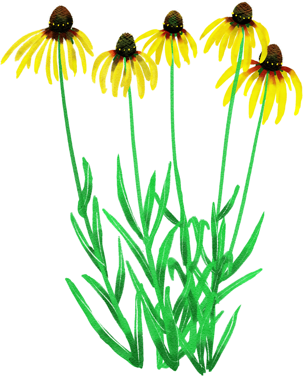 yellow coneflower