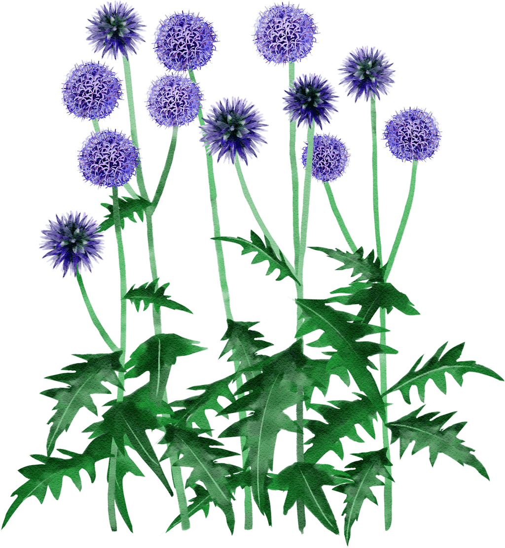 Kugeldistel