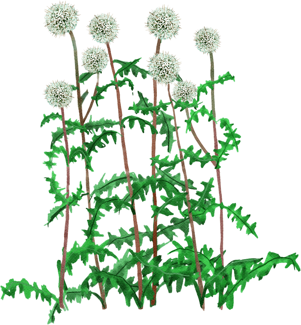 globe thistle 'Arctic Glow'