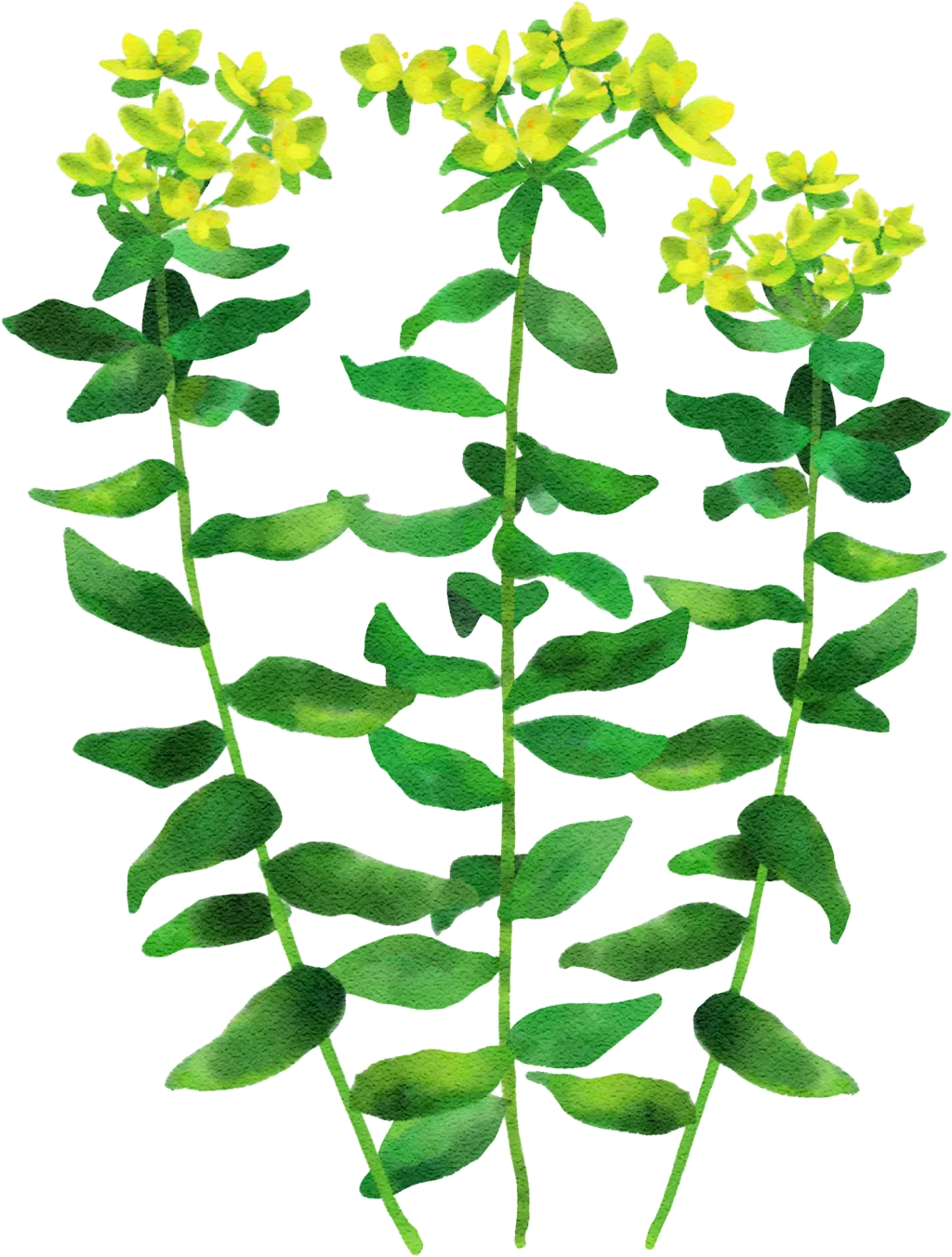 Coral spurge