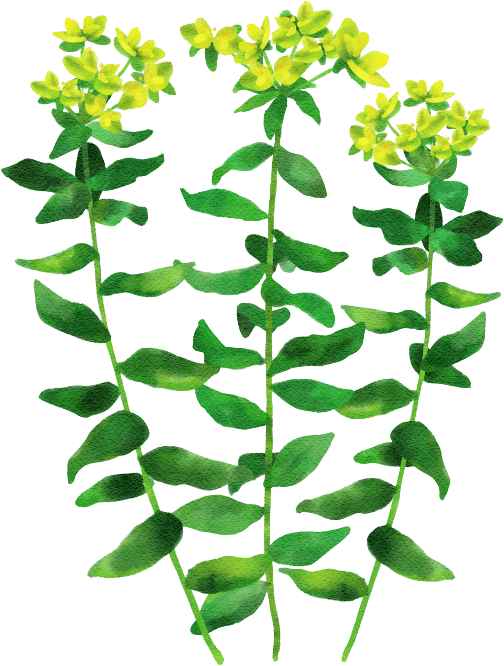 coral spurge