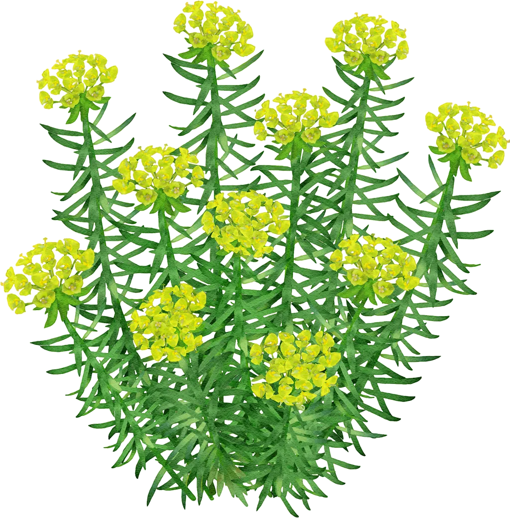 Nicaea Seguier's spurge